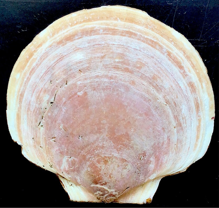 Pomegranate Painted Shell