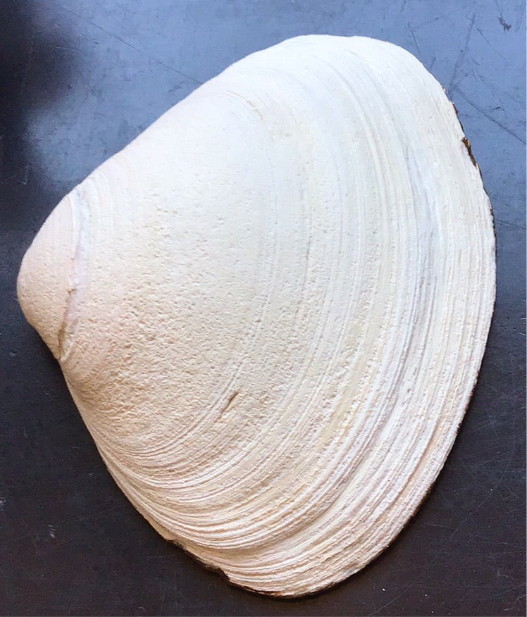 Bee Painted Shell