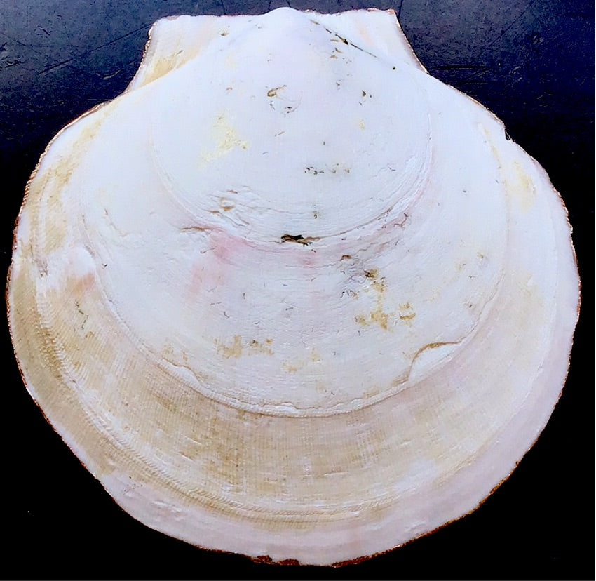 Herbal Painted Shell
