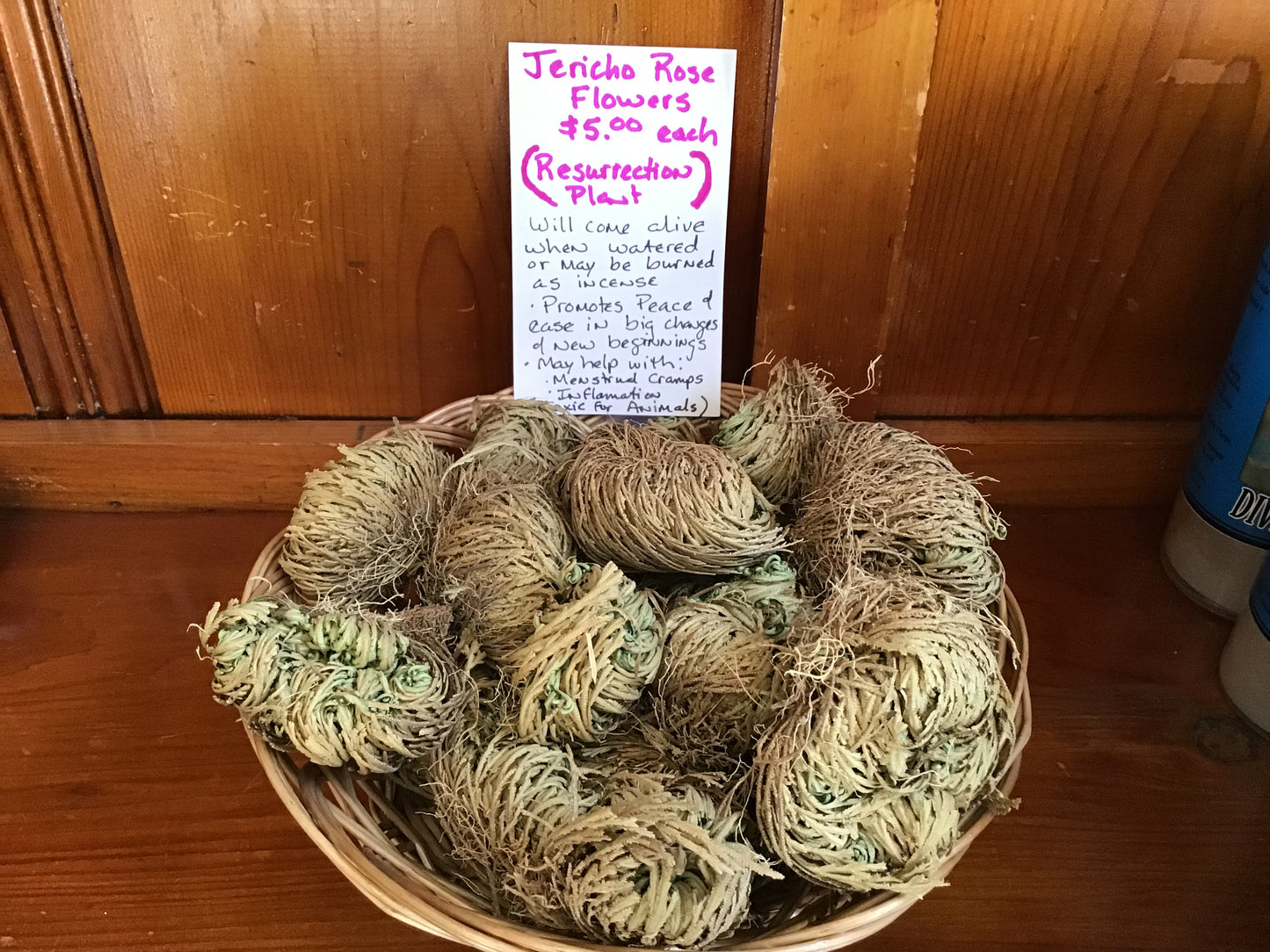 Jericho Rose Flowers (AKA Resurrection Plant)