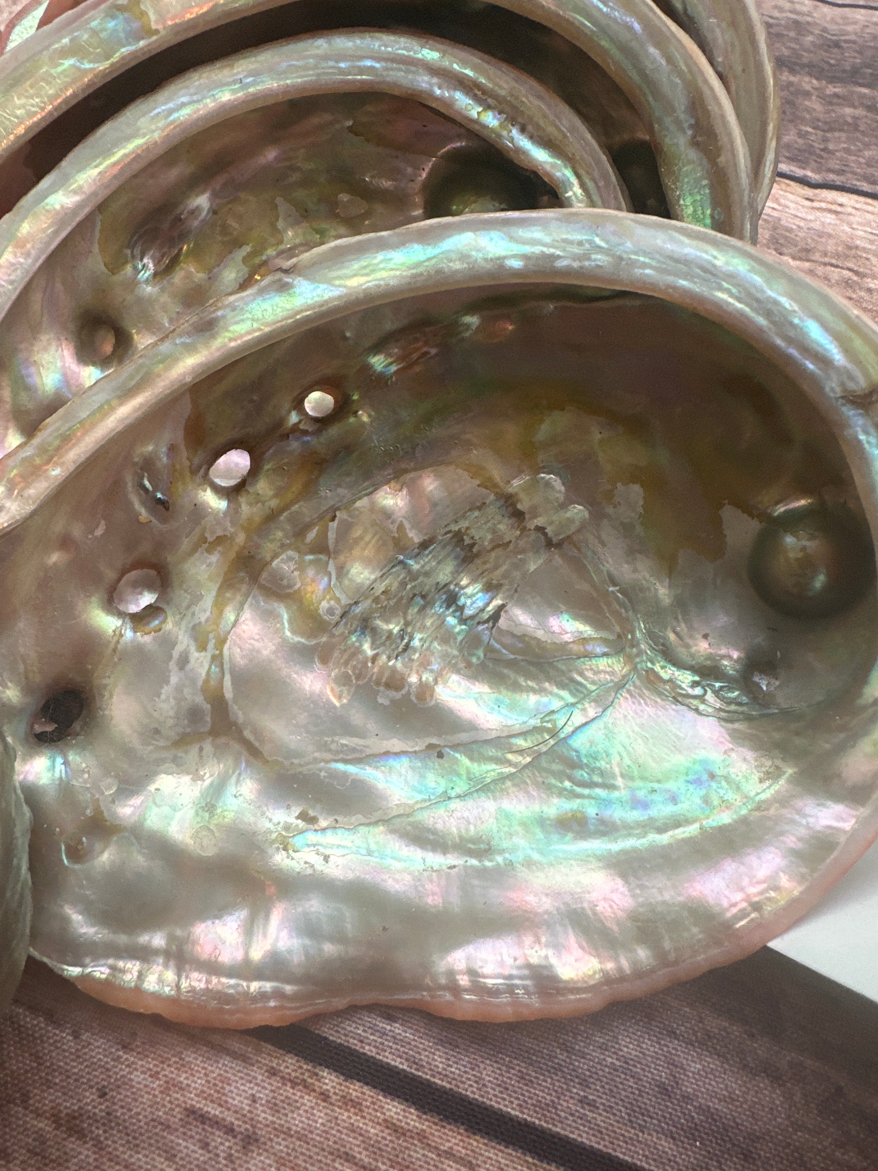 Albourne Shell Abalone Shell – The Sacred Well