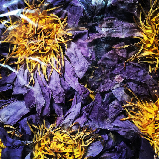 Blue Lotus