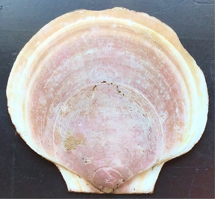 Amanita Painted Shell